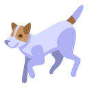 cachorro 