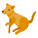 cachorro 