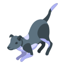 cachorro 