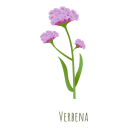 verbena icon