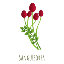 sanguisorba icon