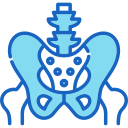 pelvis icon