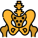 pelvis icon