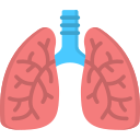 pulmones