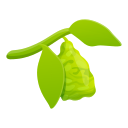 feuille 