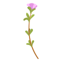 erva 