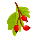 fruta icon