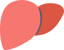 Liver icon