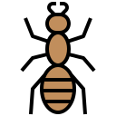 inseto 