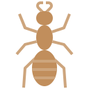 inseto 