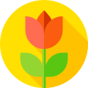 튤립 