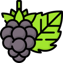 marionberry 