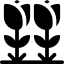 tulipes 