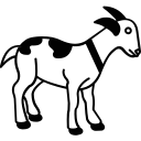 animal icon