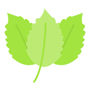 menta verde icon