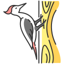 pájaro carpintero icon