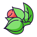 erva 