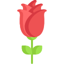 rosa