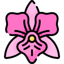 Laelia 