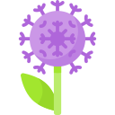 allium 