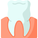 molar 