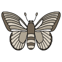 mariposa icon