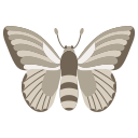 mariposa