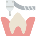 molar 