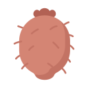 Fruit icon