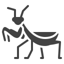 inseto 