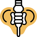 pelvis icon