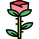 rosa