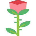 rosa