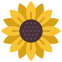 girasol