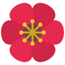 amapola