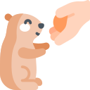 marmota icon