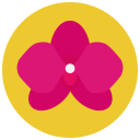 blume 