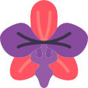 orchidaceae 