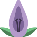 acanthaceae 