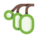 actinidia icon