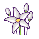 flor de jasmim 