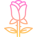 rosa icon