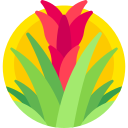 Bromeliad