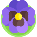 Pansy