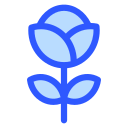 rosa icon