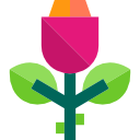 rosa icon