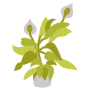 Peace lily plant 