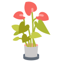 anthurium 