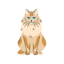 gato 