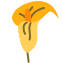 blume 